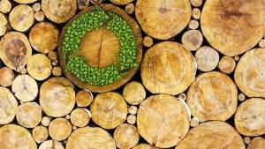 Featured image for sustainable-timber_OPT-300x169.jpg